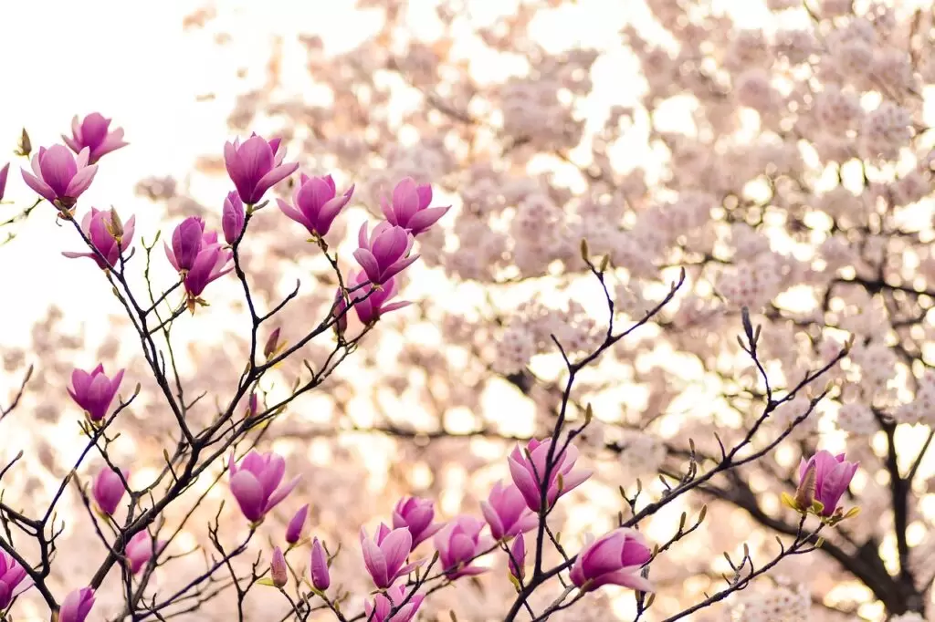 Almond bloom kashmir