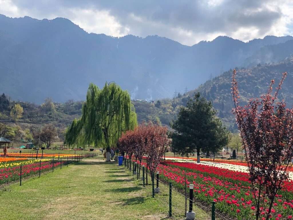 tulip garden srinagar