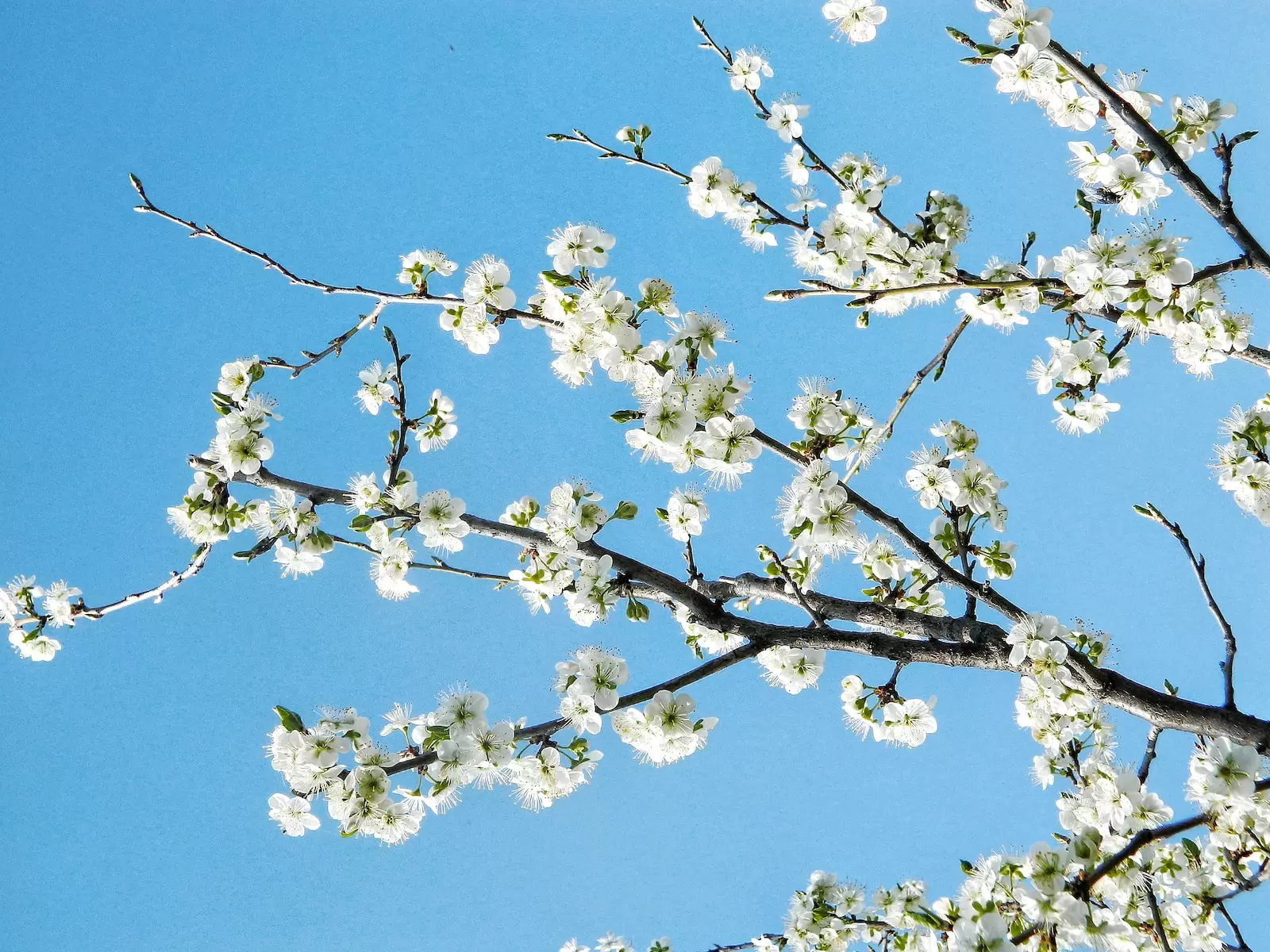 best time to visit kashmir spring season in Kashmir