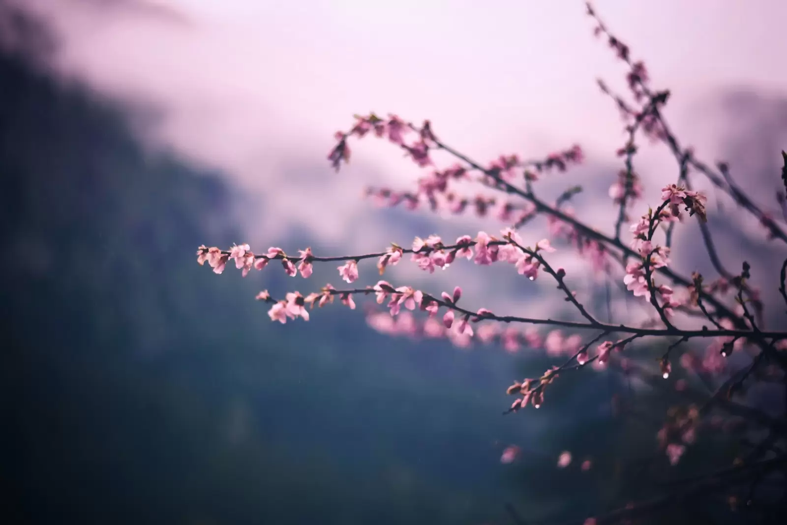 best time to visit kashmir spring season in Kashmir