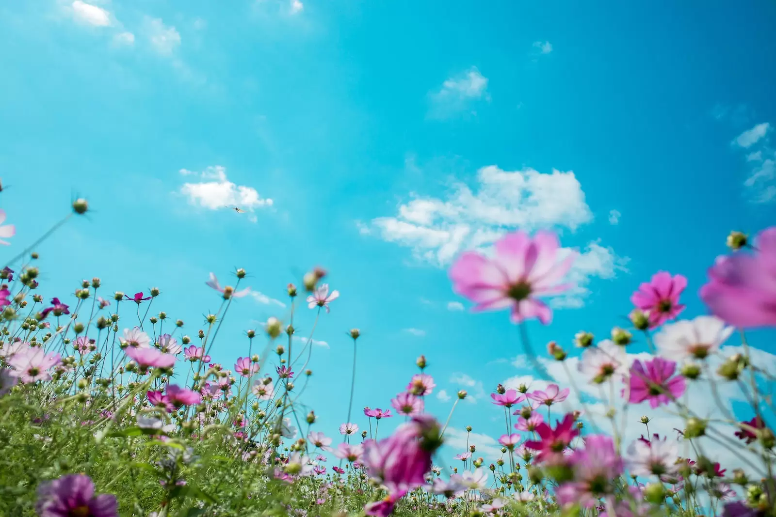 best time to visit kashmir spring season in Kashmir