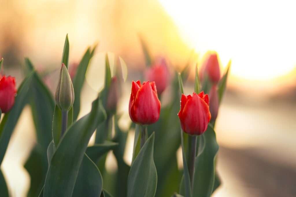 tulip garden srinagar Kashmir