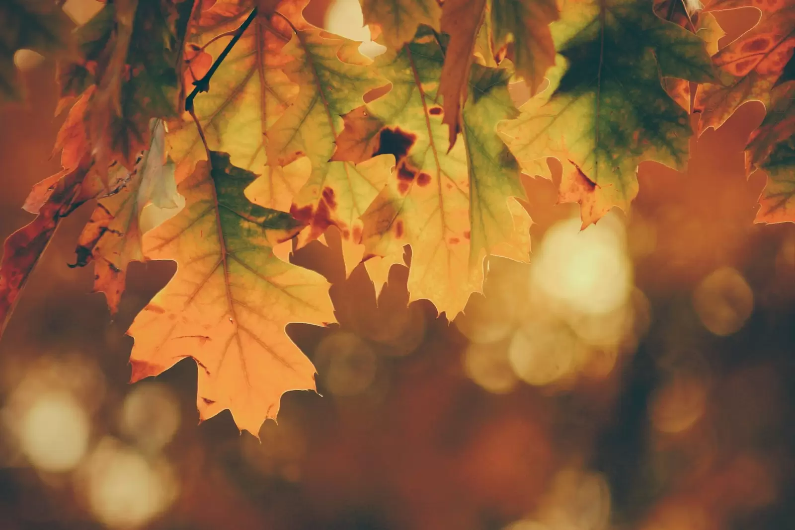 Autumn in Kashmir
