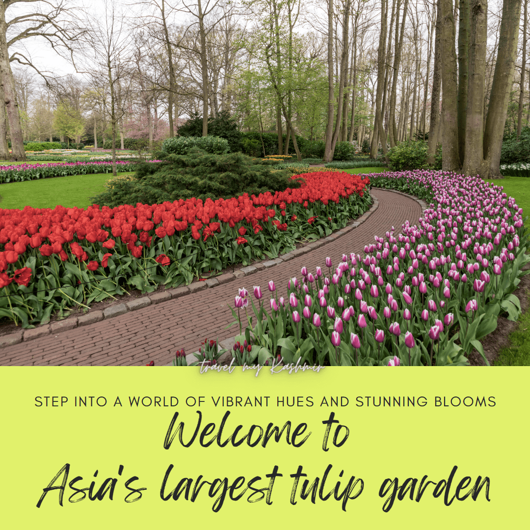 Tulip garden Srinagar Opens 19 March 2024 Book Ticket Online