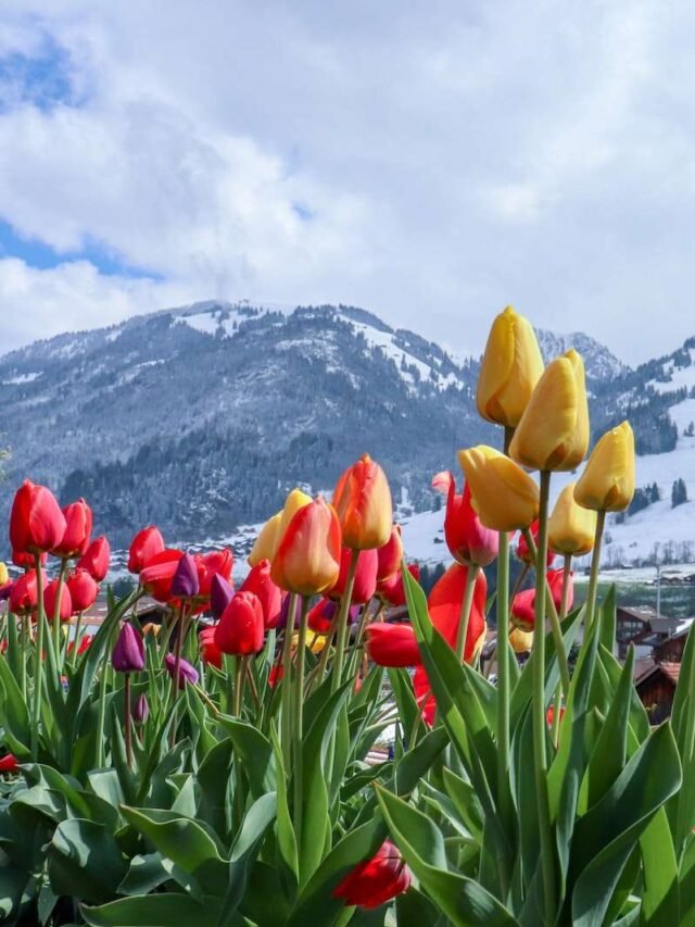 Tulip Garden Ticket Price Increased for 2026