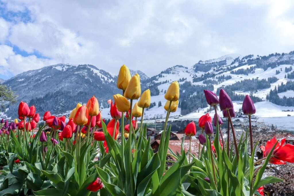 tulip garden online ticket booking