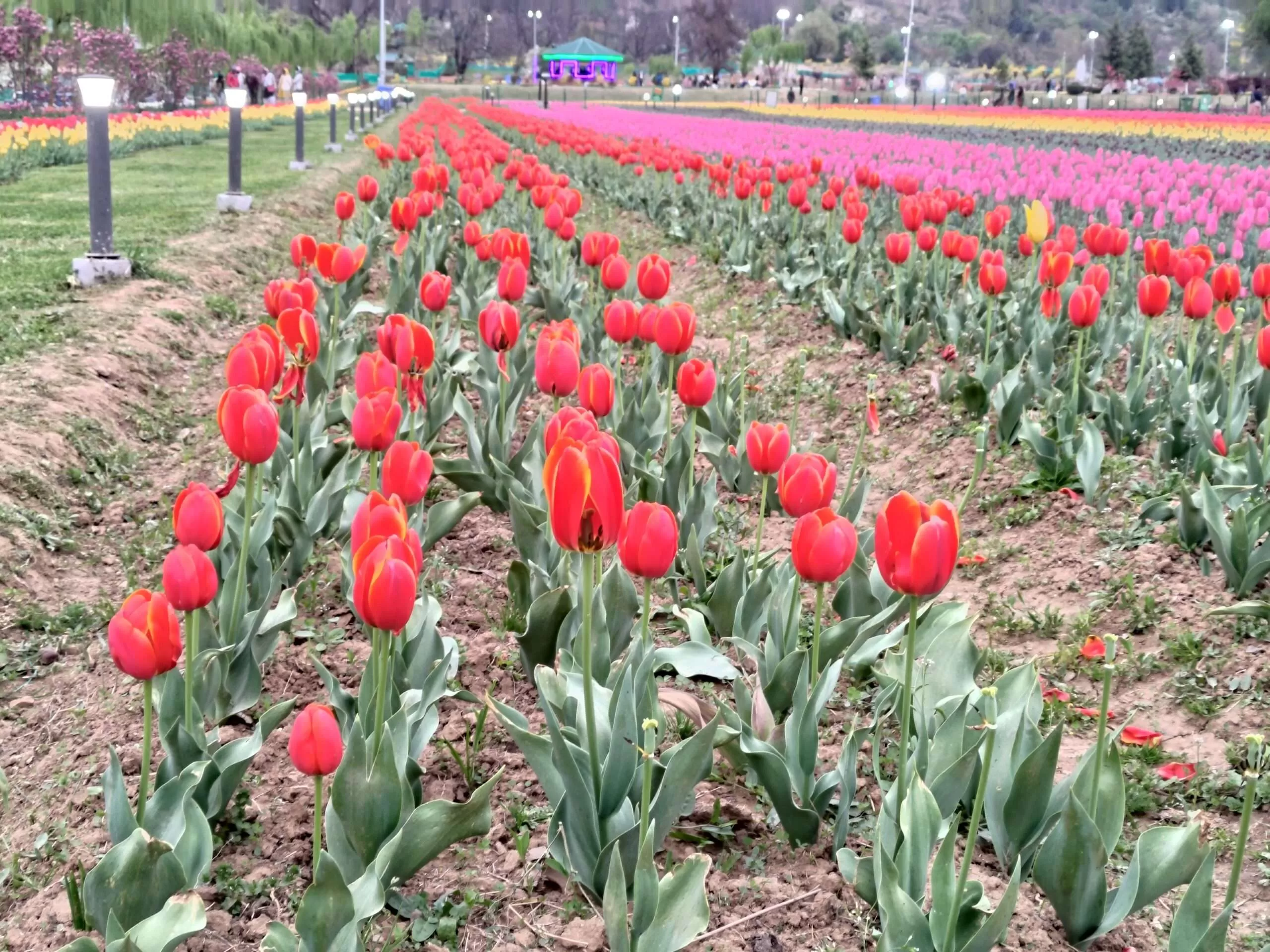 Tulip garden Latest 2023 photo