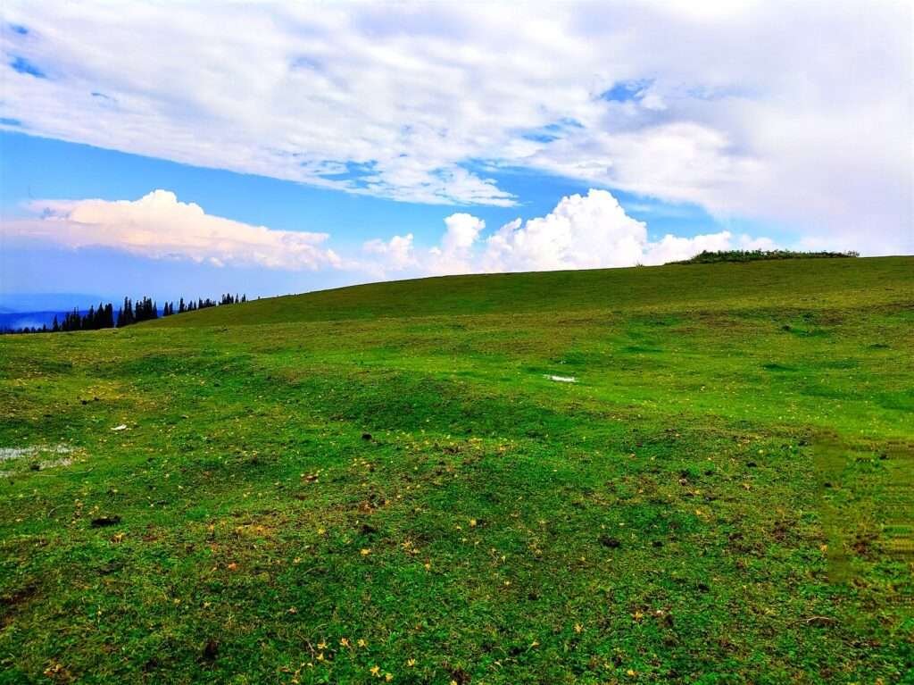a grassy hill with trees and clouds in the background at doodhpathri kashmir