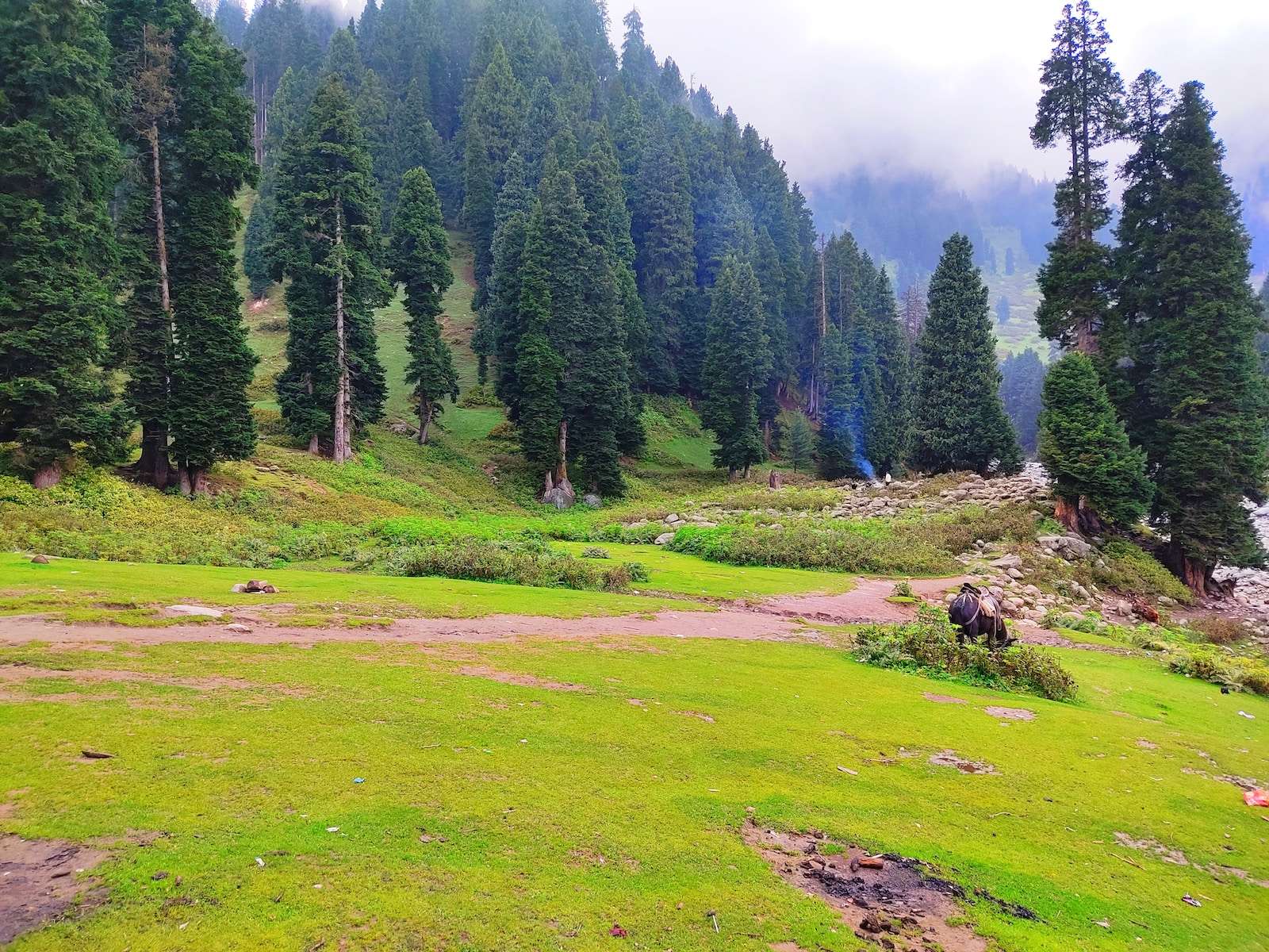 a grassy field with trees and mountains in the background , doodhpathri Kashmir