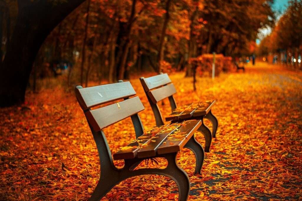 A bench surrounded by chinar tree in Naseem bagh srinagar