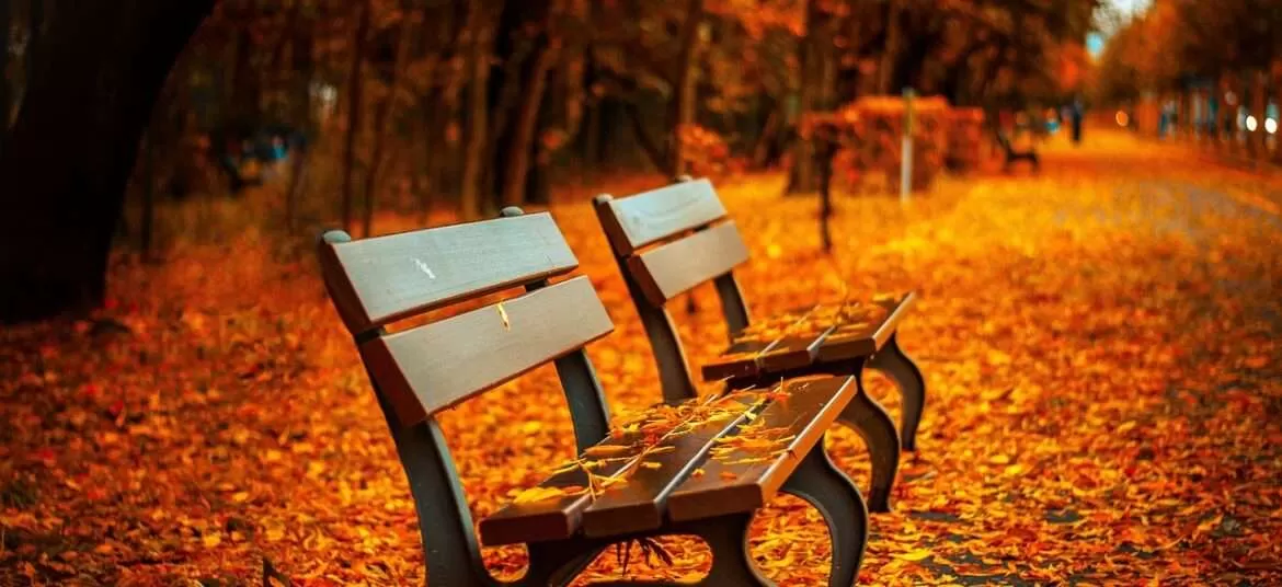 A bench surrounded by chinar tree in Naseem bagh srinagar