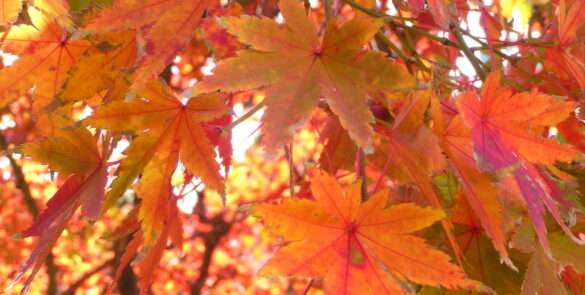 reddish brown chinar leaves during fall season in Kashmir
