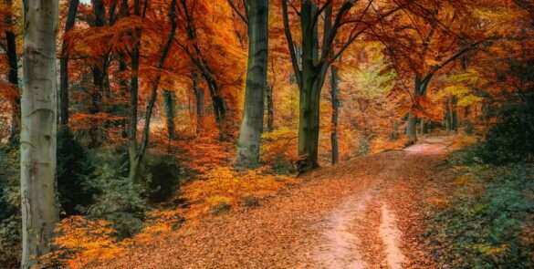 Autumn season in Kashmir