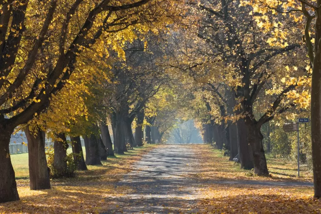 Autumn in kashmir