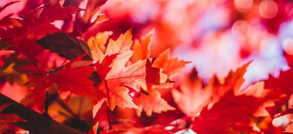 closeup photography of red leaf chinar tree in Shalimar garden Srinagar