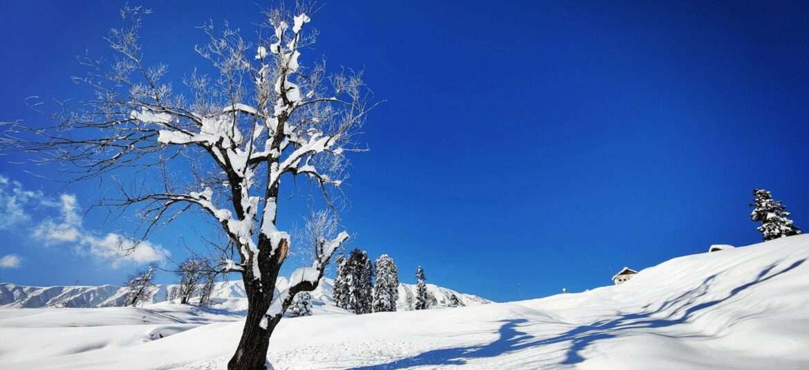 Kashmir in December (a lone tree in the middle of a snowy field)