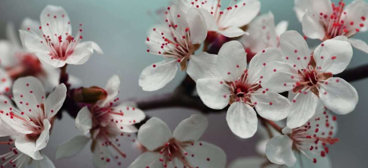 Shallow Focus Photo of White almond flowers -Kashmir in March