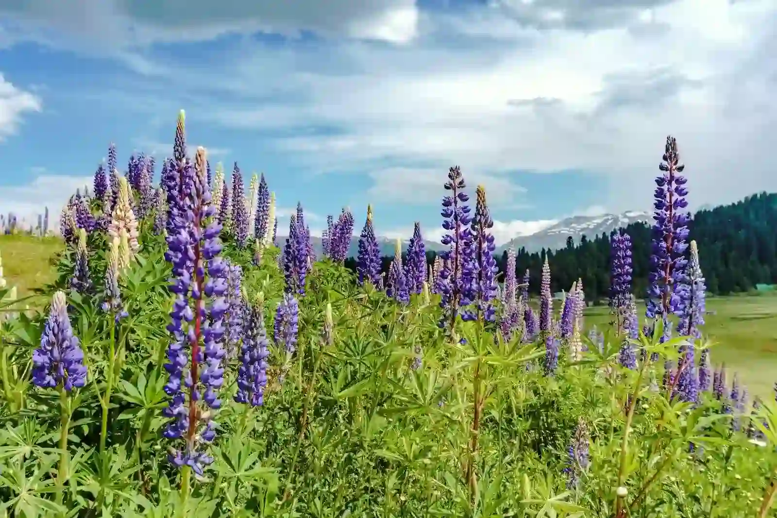 bed of lavender flowers kashmir in March