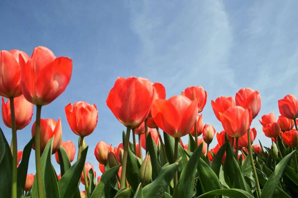 red tulip flowers under calm blue sky- Kashmir in March