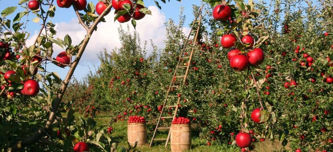 Red delicious apples ready for harvest-Apple season in Kashmir