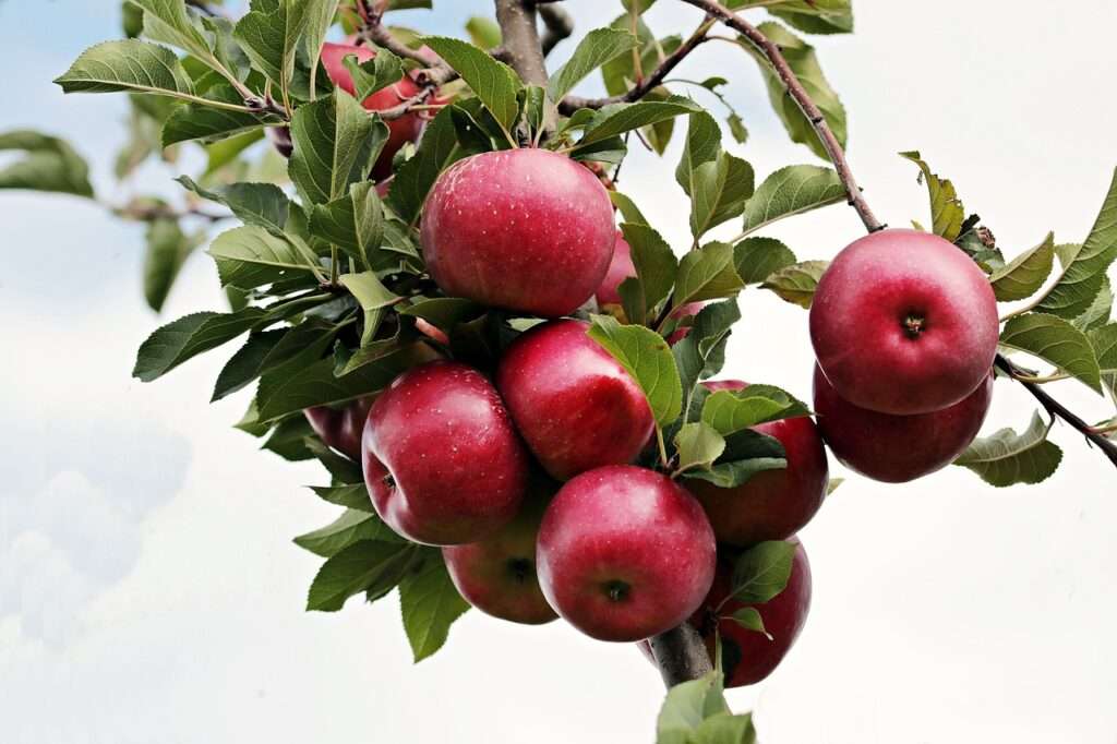 Apple season in Kashmir
