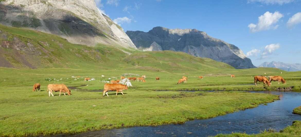 Cattle on Pasture in Valley in Mountains