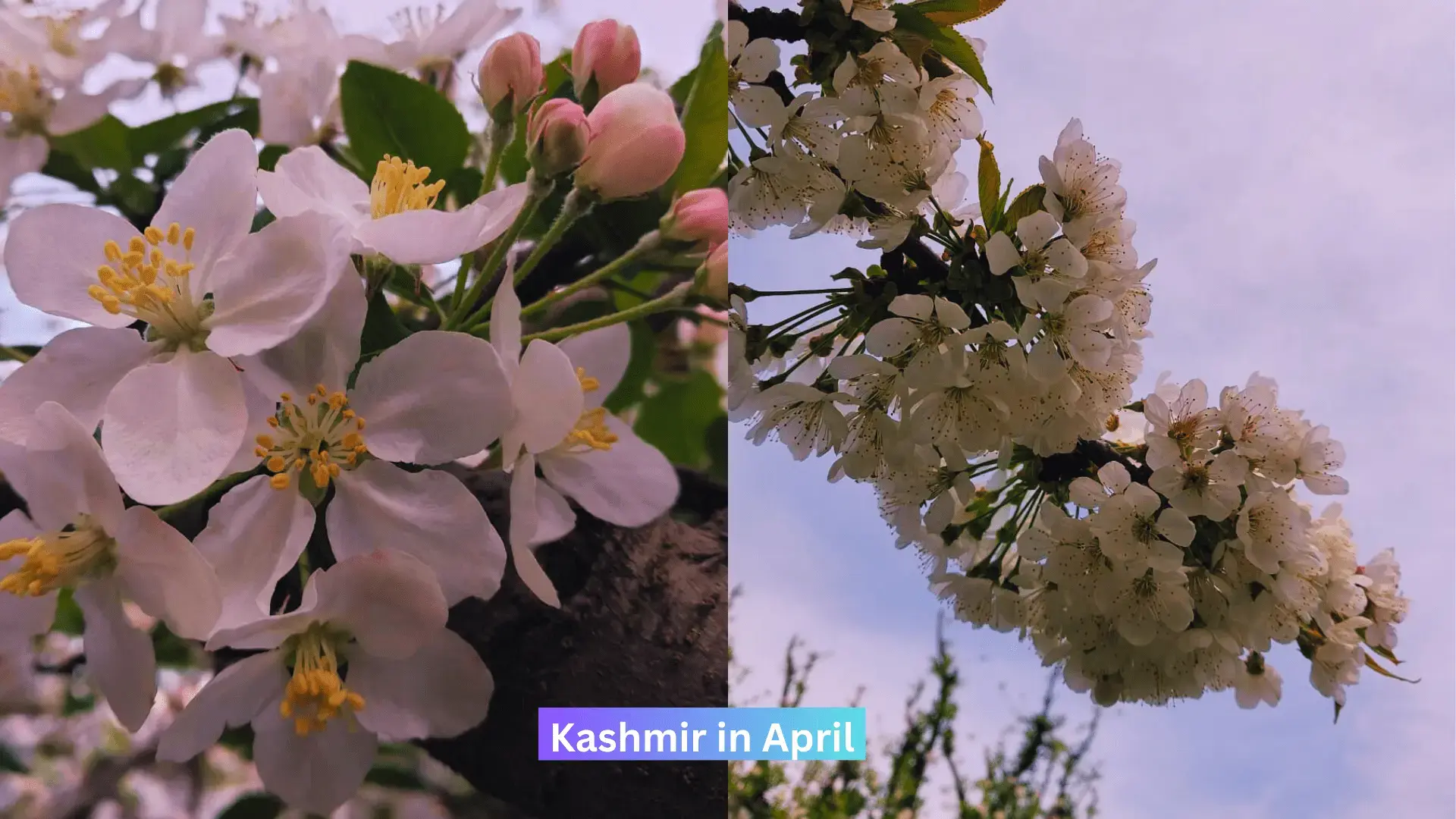 Apple blossom and Cherry blossom in the month of April- Kashmir in April