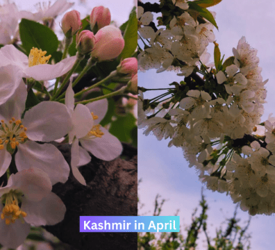 Apple blossom and Cherry blossom in the month of April
