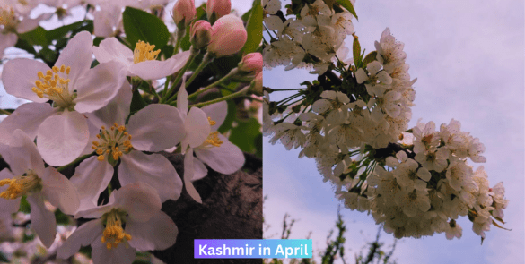 Apple blossom and Cherry blossom in the month of April