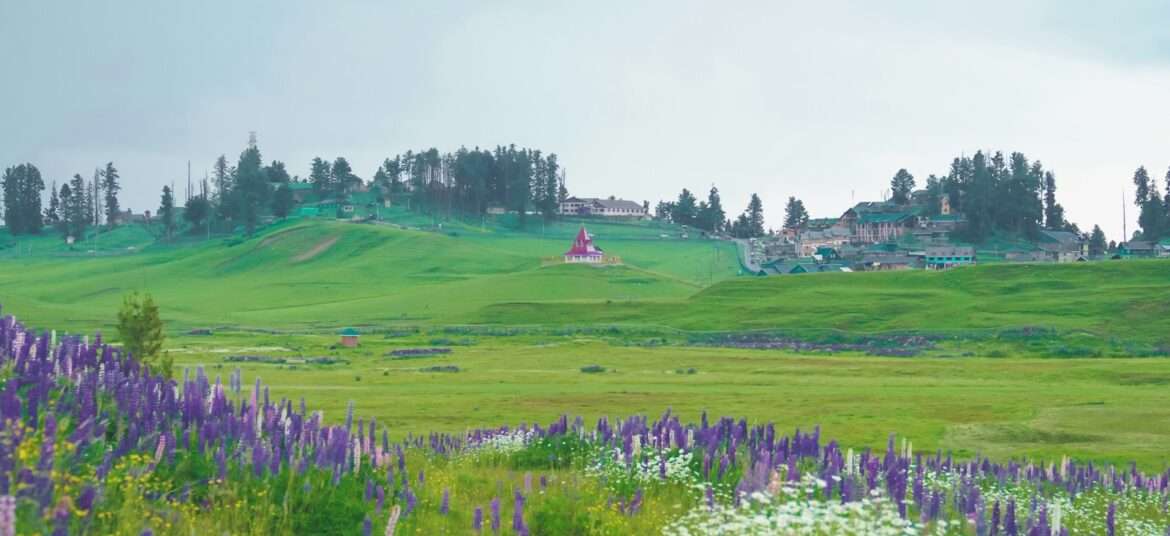 a field of wildflowers and a house on a hill