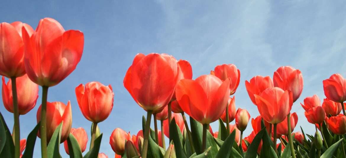 red tulip flowers under calm blue sky