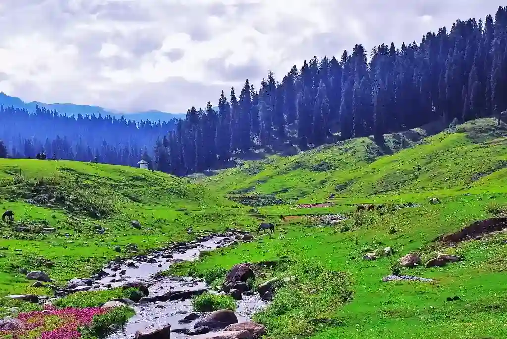 Horses grazing in lush green meadows of Kashmir- kashmir 6 day cheapest package