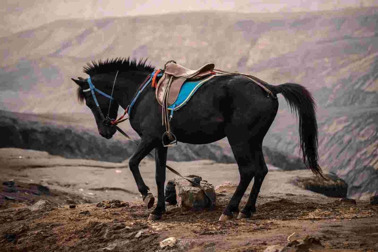 Pony ride Gulmarg