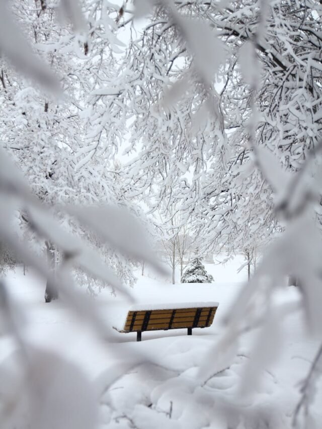 Fresh snowfall in Kashmir