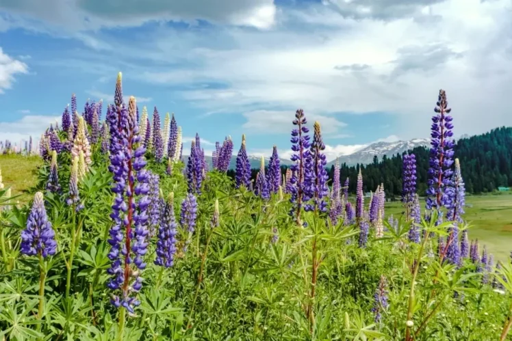 Kashmir in June