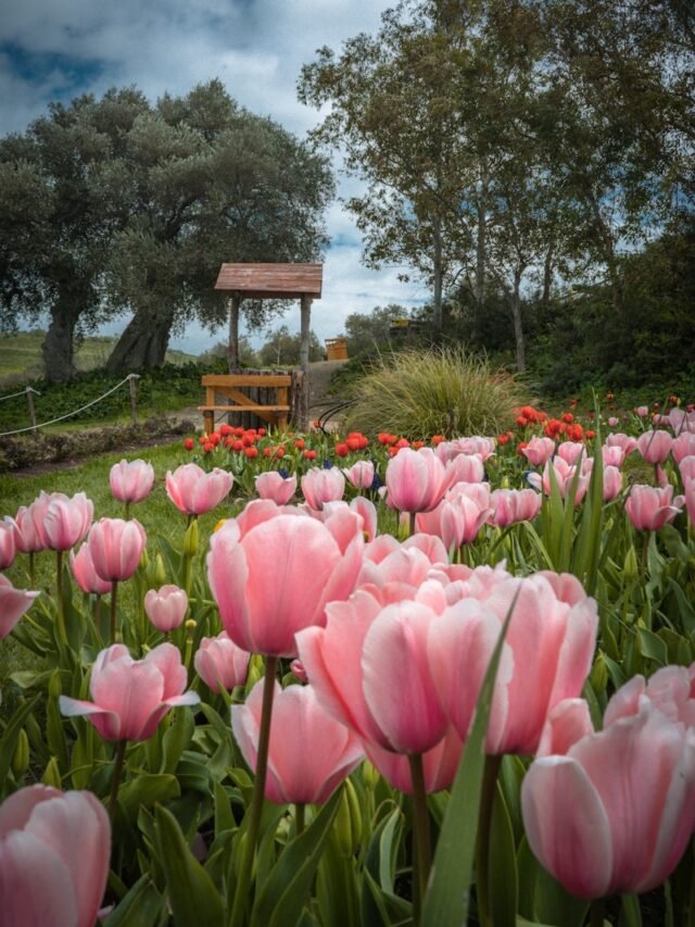 Tulip festival kashmir