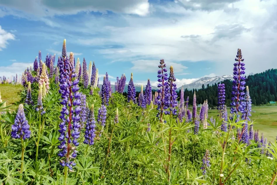 A view of Lavender flowers in Gulmarg Kashmir- Travel My Kashmir