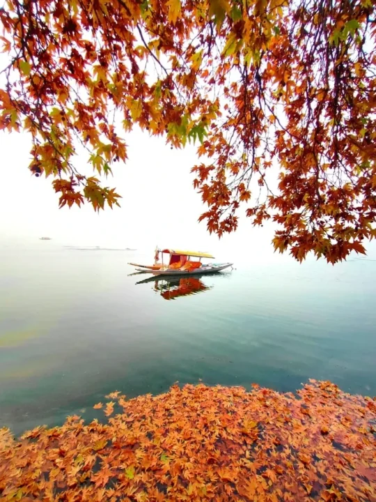 Srinagar+jammu+and+kashmir-+Travel+My+Kashmir (1)