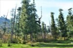 forest-rest-house-sallar-surroundings-view-JK Forest Huts Booking