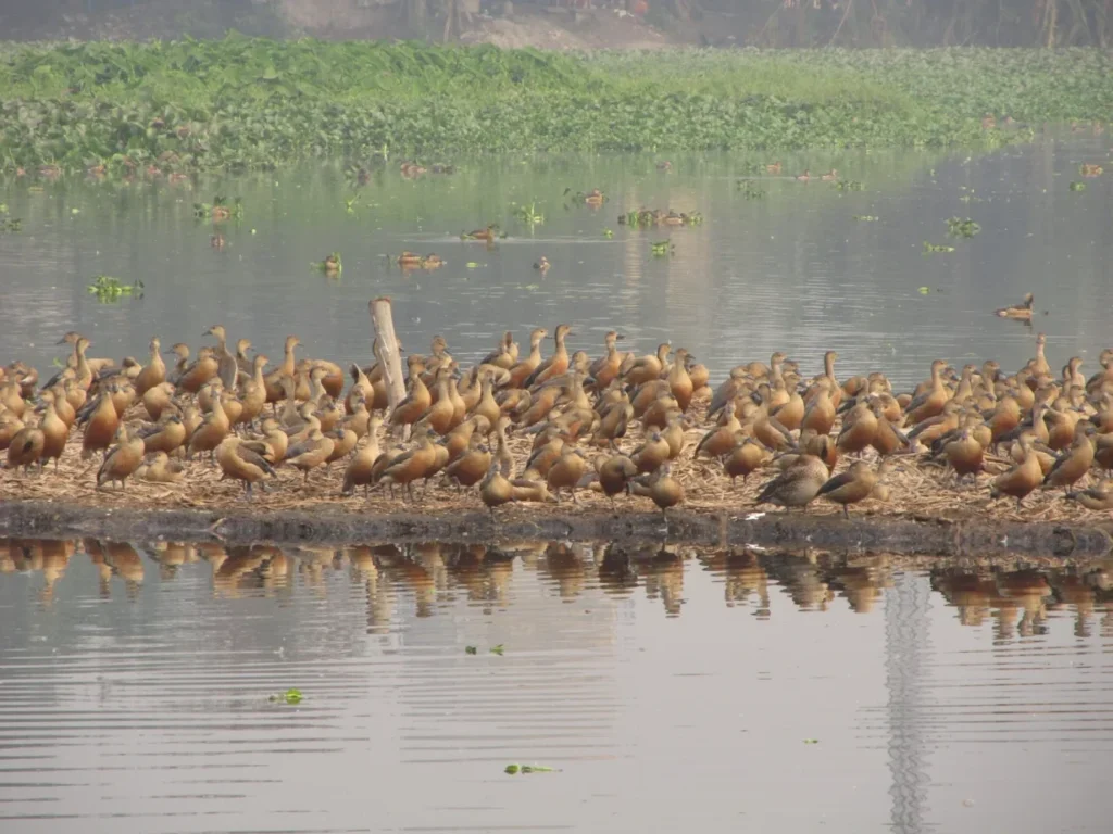Santragachi Jheel howrah