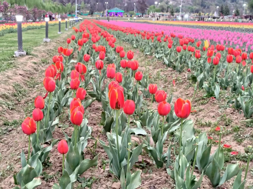 A view of Tulip garden srinagr during March month