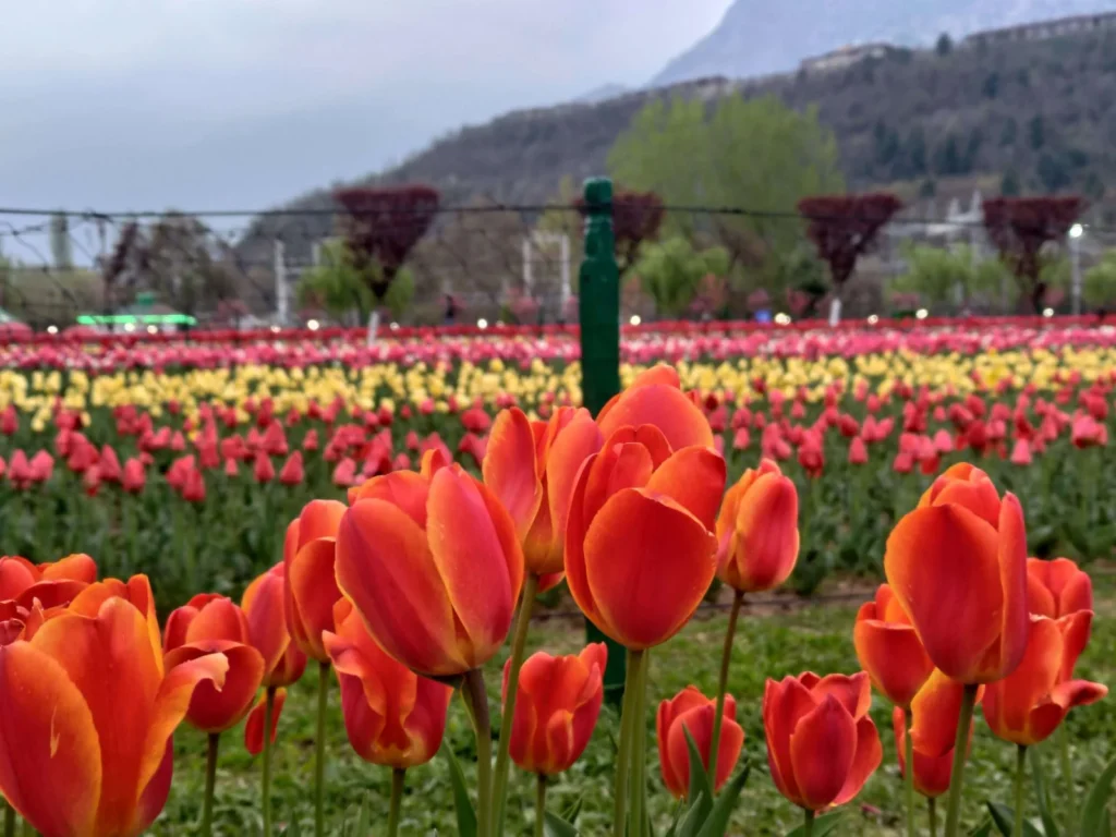 Colorful tulip flowers blooming at the Indira Gandhi Memorial Tulip Garden in Srinagar, Kashmir.