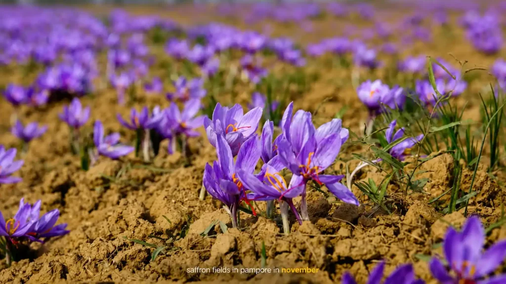 Saffron fields in pampore in November