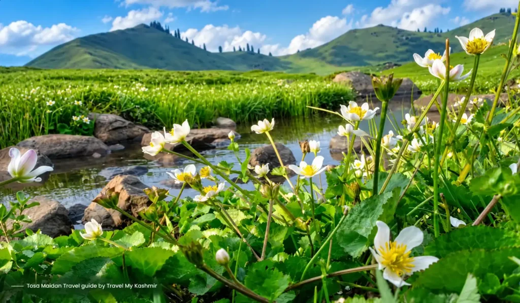 A beautiful view of wild flowers in Tosa Maidan Meadow