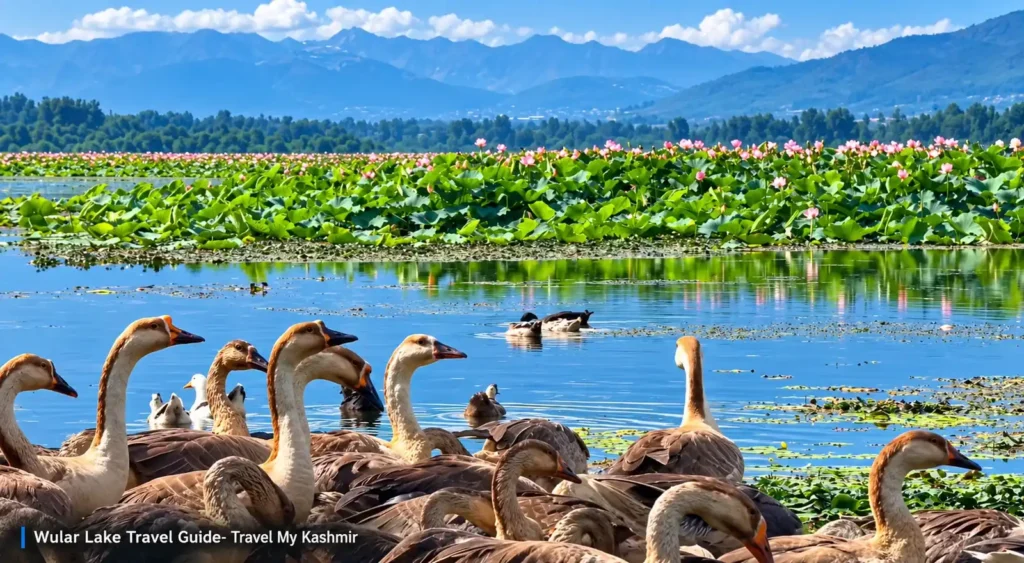 A beautiful view of wular lake Bandipora