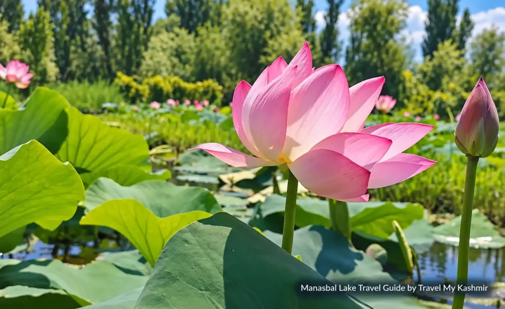 Lotus-Bloom-at-Manasbal-Lake