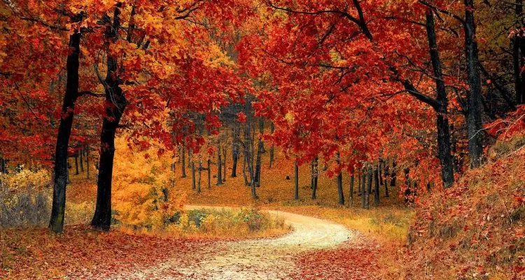 beautiful view of chinar trees in Dachigam park Srinagar kashmir