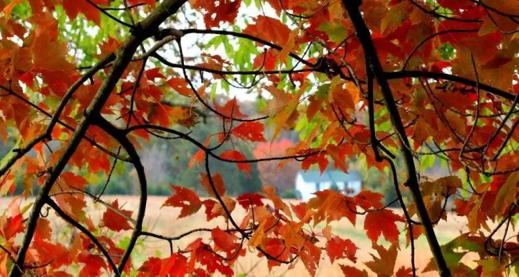 A view of chinar tree at char chinar srinagar