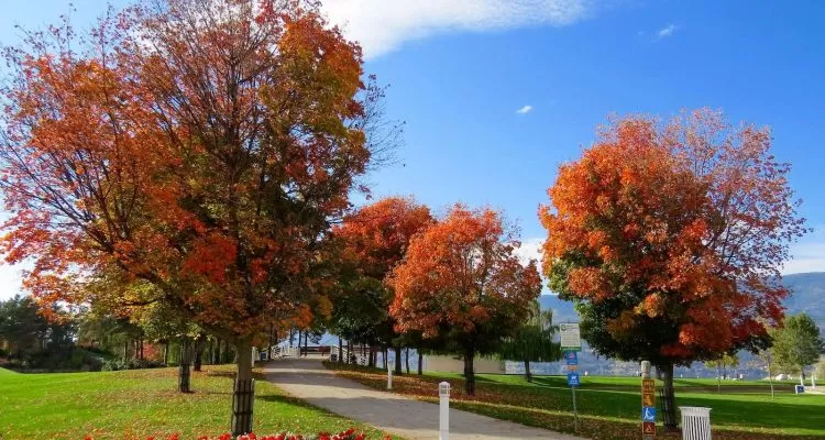 Red Leaf chinar Trees In Naseem bagh Srinagar