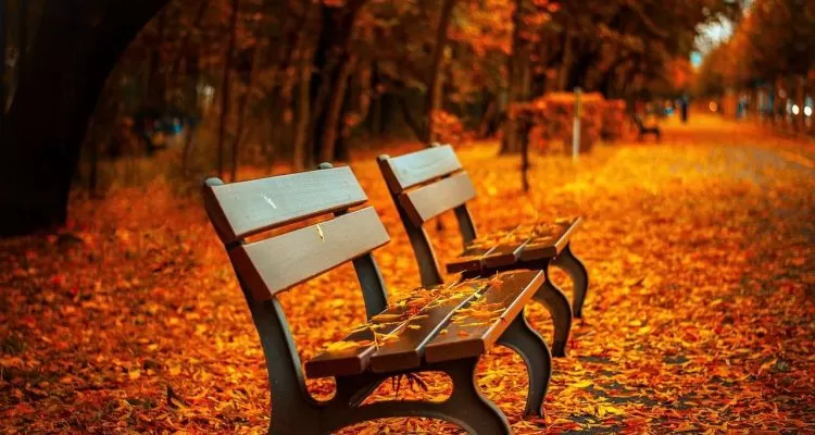 A bench surrounded by chinar tree in Naseem bagh srinagar